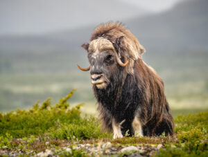 Moskusokse Dovrefjell juni 2024
