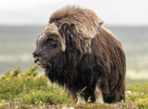 Moskusokse Dovrefjell juni 2024