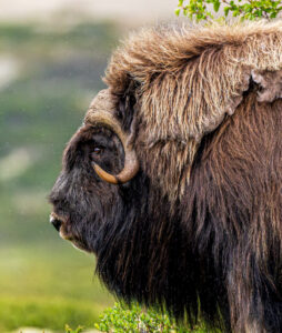 Moskusokse Dovrefjell juni 2024