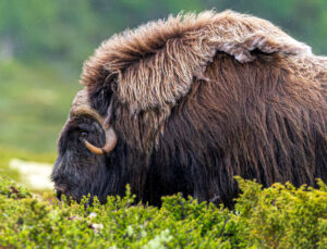 Moskusokse Dovrefjell juni 2024