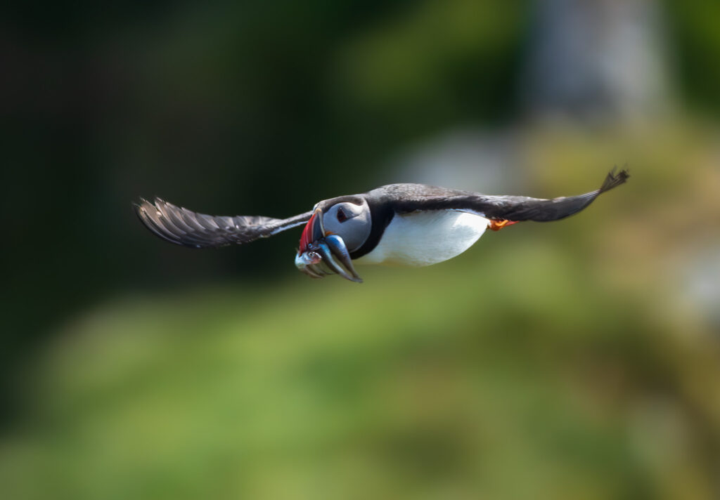 Lunde. Runde den 17. juni 2024