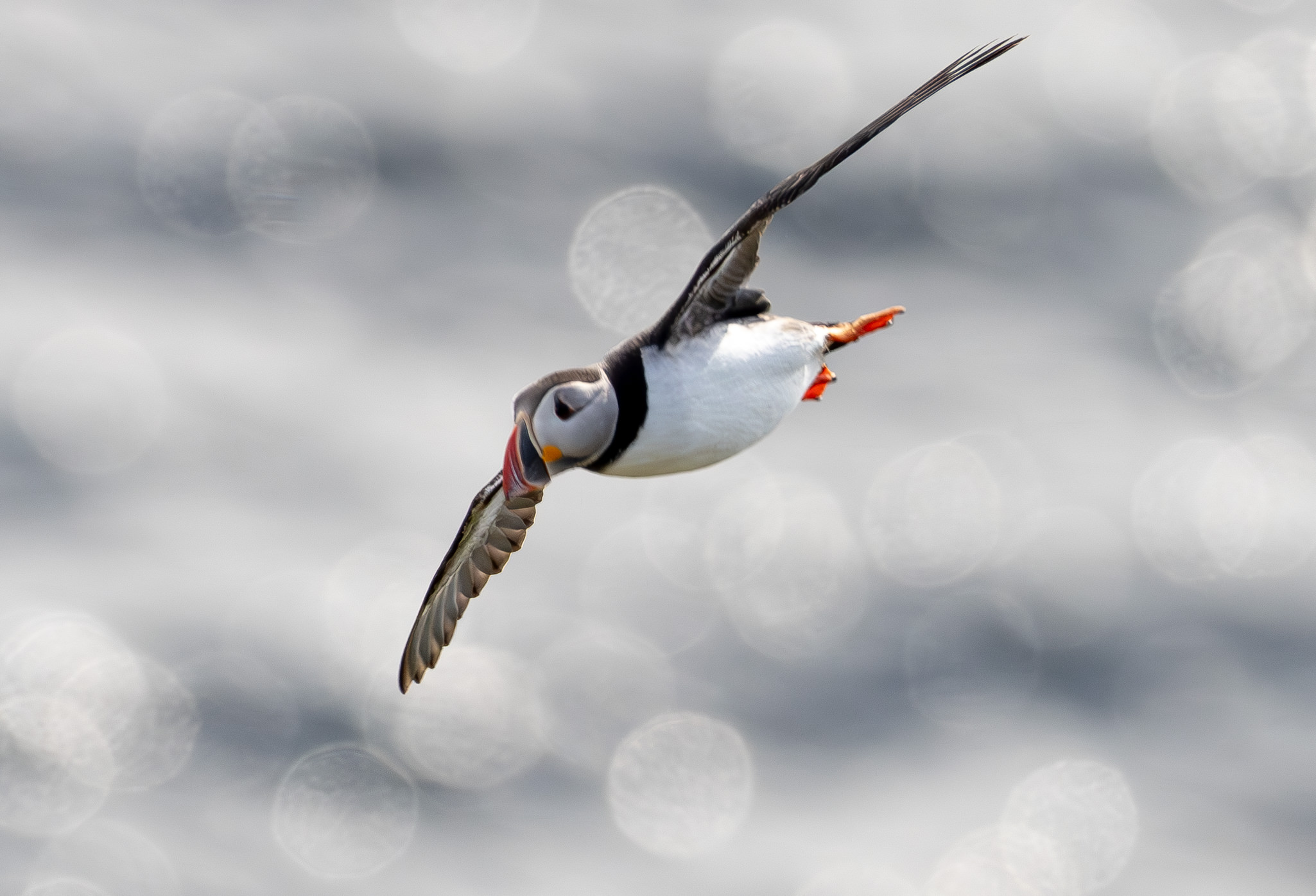 Lunde. Runde den 17. juni 2024