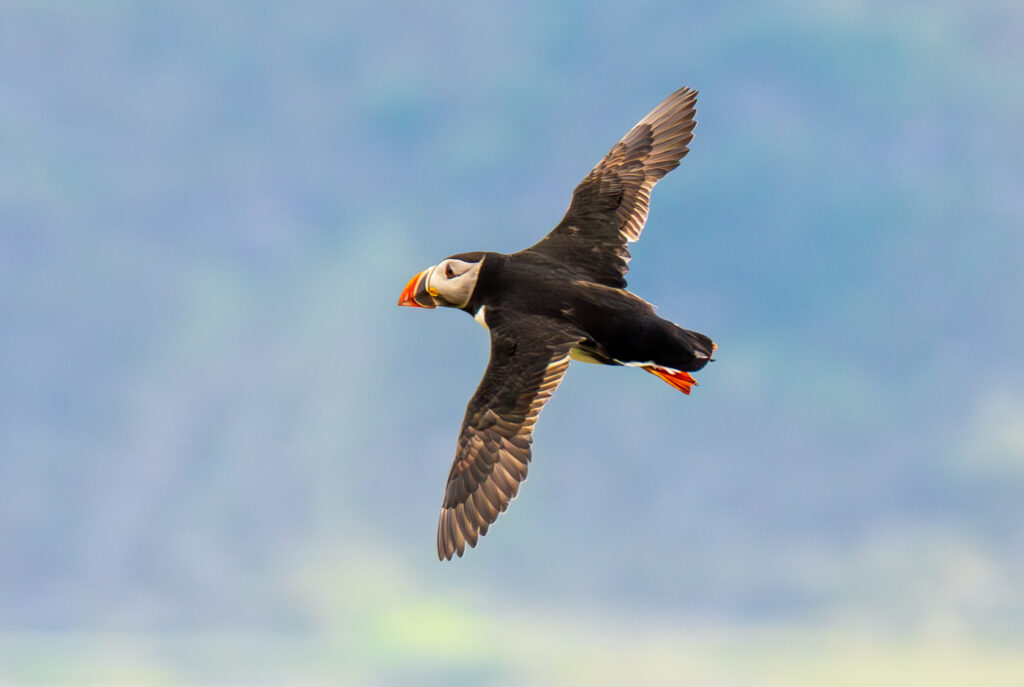 Lunde. Runde den 17. juni 2024