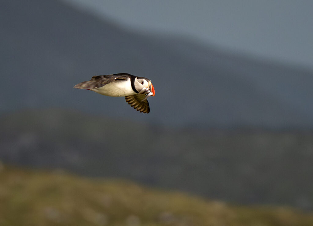 Lunde. Runde den 17. juni 2024