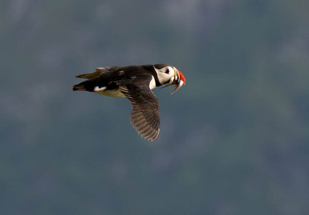 Lunde. Runde den 17. juni 2024