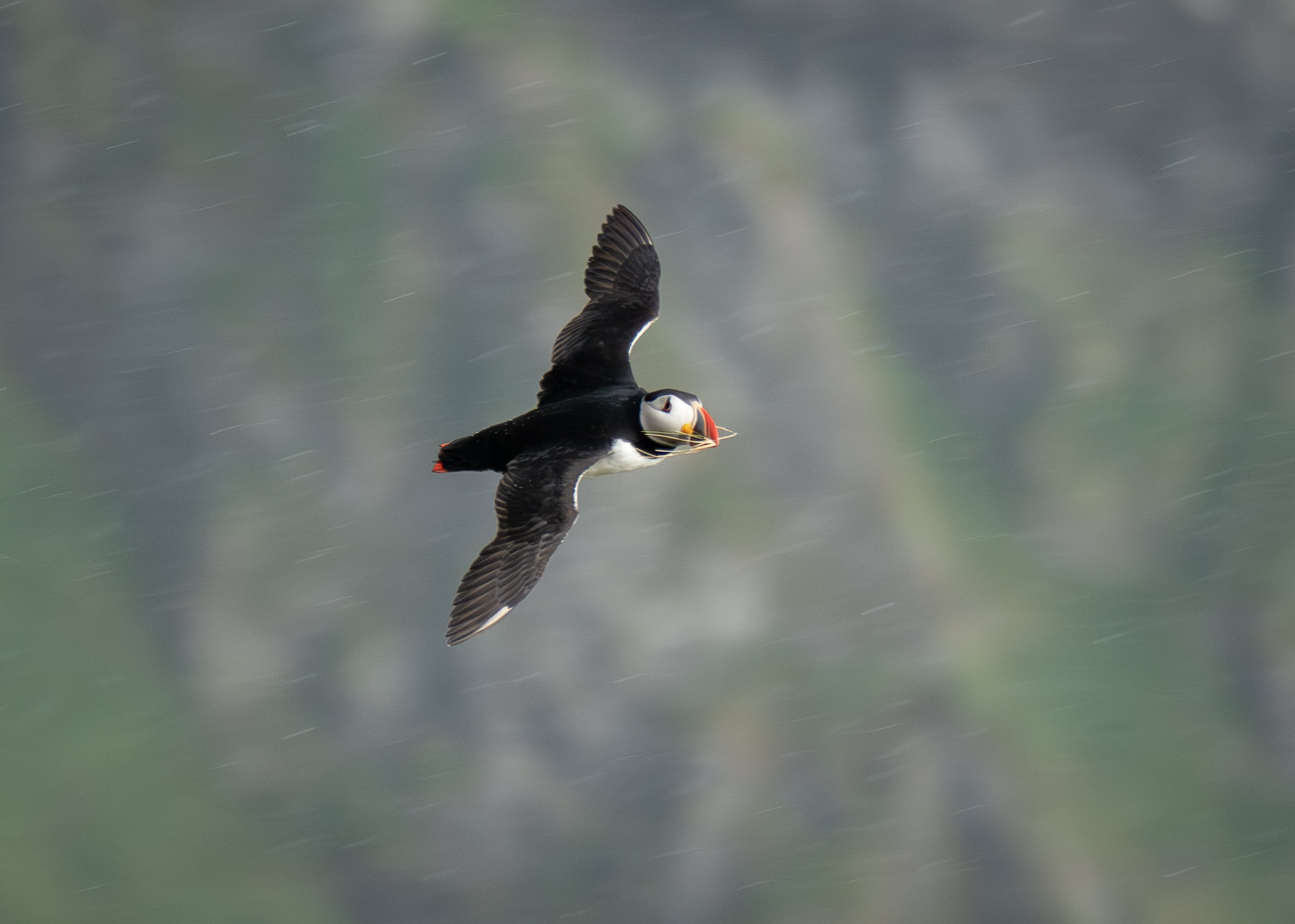 Lunde. Runde den 17. juni 2024