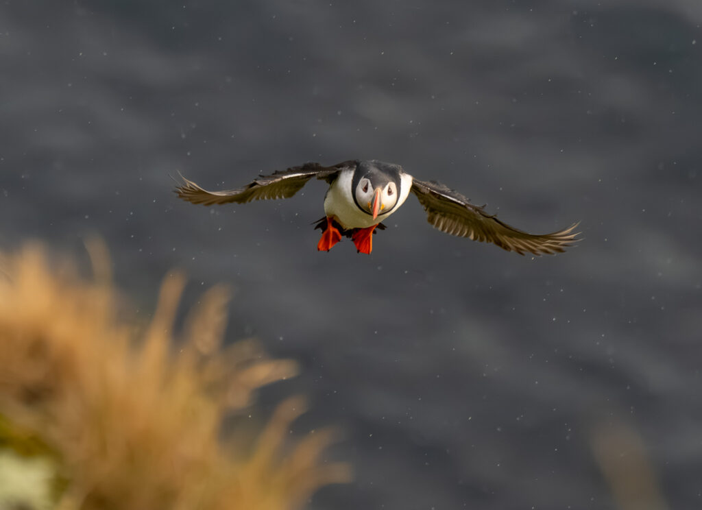 Lunde. Runde den 17. juni 2024