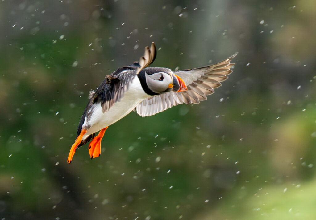 Lunde. Runde den 17. juni 2024