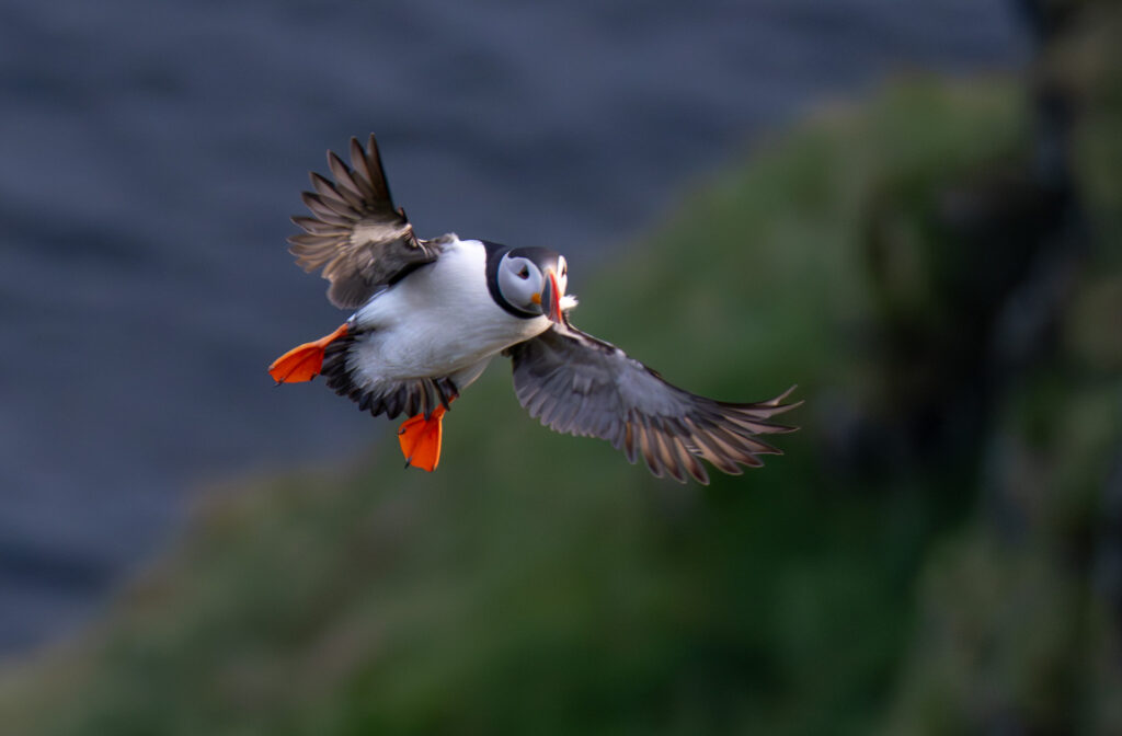 Lunde. Runde den 17. juni 2024