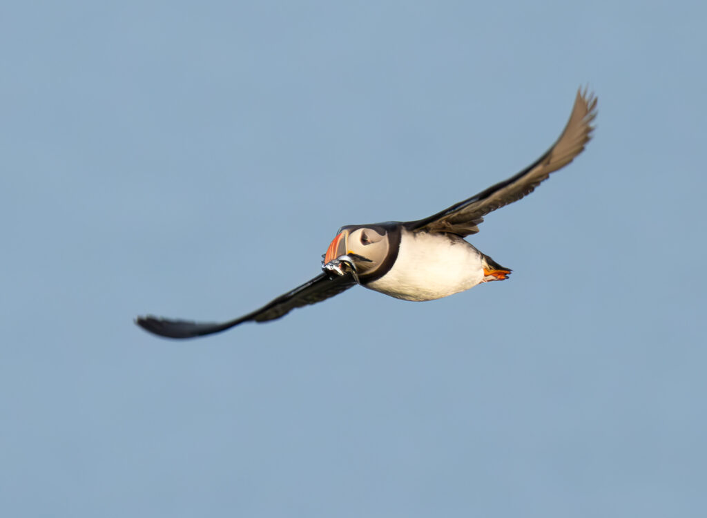 Lunde. Runde den 17. juni 2024