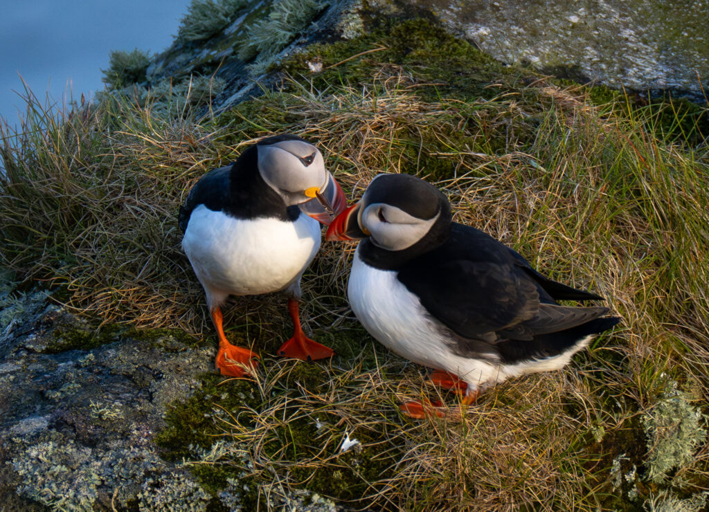 Lunde. Runde den 17. juni 2024
