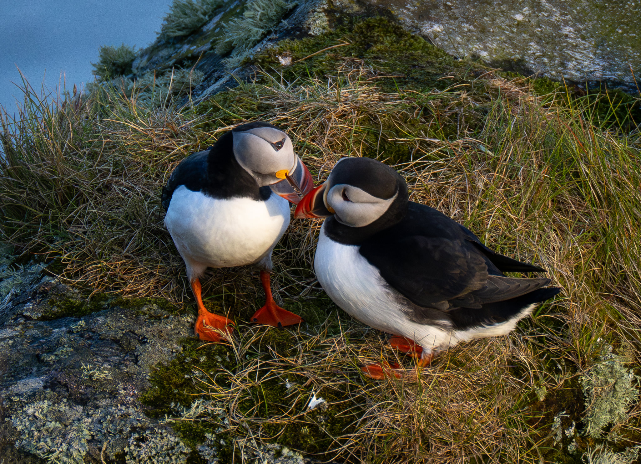 Lunde. Runde den 17. juni 2024