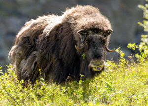 Moskusokse Dovrefjell juni 2024