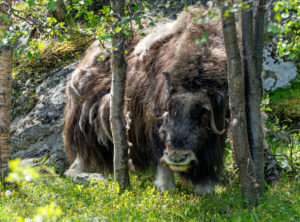 Moskusokse Dovrefjell juni 2024