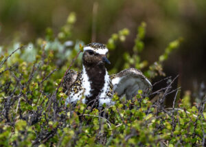 Hjejle på ynglepladsen. Dovrefjell 20. juni 2024