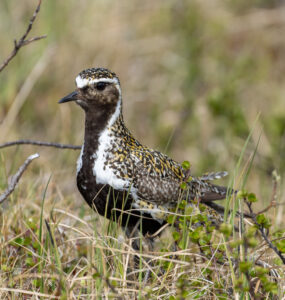 Hjejle på ynglepladsen. Dovrefjell 20. juni 2024