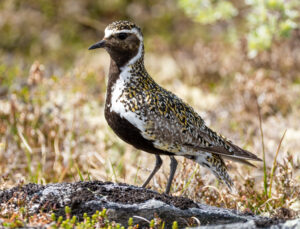 Hjejle på ynglepladsen. Dovrefjell 20. juni 2024