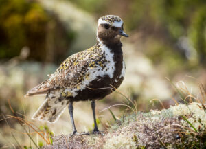 Hjejle på ynglepladsen. Dovrefjell 20. juni 2024