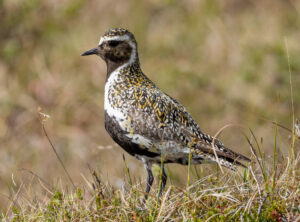 Hjejle på ynglepladsen. Dovrefjell 20. juni 2024