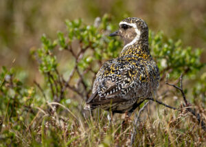 Hjejle på ynglepladsen. Dovrefjell 20. juni 2024