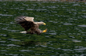 Havørne Midfjorden 21. juni 2024