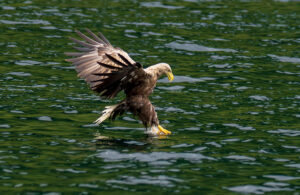 Havørne Midfjorden 21. juni 2024