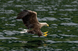 Havørne Midfjorden 21. juni 2024