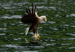 Havørne Midfjorden 21. juni 2024