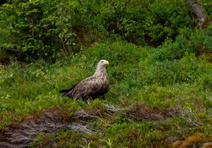Havørne Midfjorden 21. juni 2024