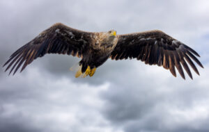 Havørne Midfjorden 21. juni 2024