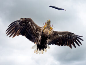 Havørne Midfjorden 21. juni 2024