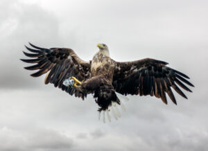 Havørne Midfjorden 21. juni 2024
