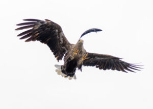 Havørne Midfjorden 21. juni 2024