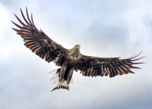 Havørne Midfjorden 21. juni 2024