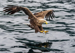 Havørne Midfjorden 21. juni 2024