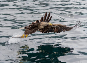 Havørne Midfjorden 21. juni 2024