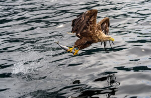 Havørne Midfjorden 21. juni 2024