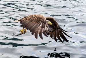 Havørne Midfjorden 21. juni 2024