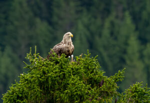 Havørne Midfjorden 21. juni 2024