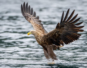 Havørne Midfjorden 21. juni 2024