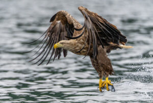 Havørne Midfjorden 21. juni 2024