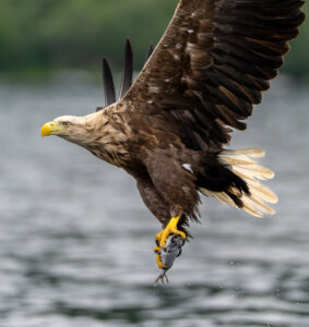 Havørne Midfjorden 21. juni 2024