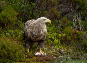 Havørne Midfjorden 21. juni 2024