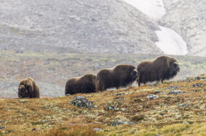 Moskusokser Dovrefjell 24. september 2024