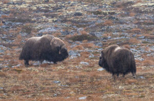 Moskusokser Dovrefjell 24. september 2024
