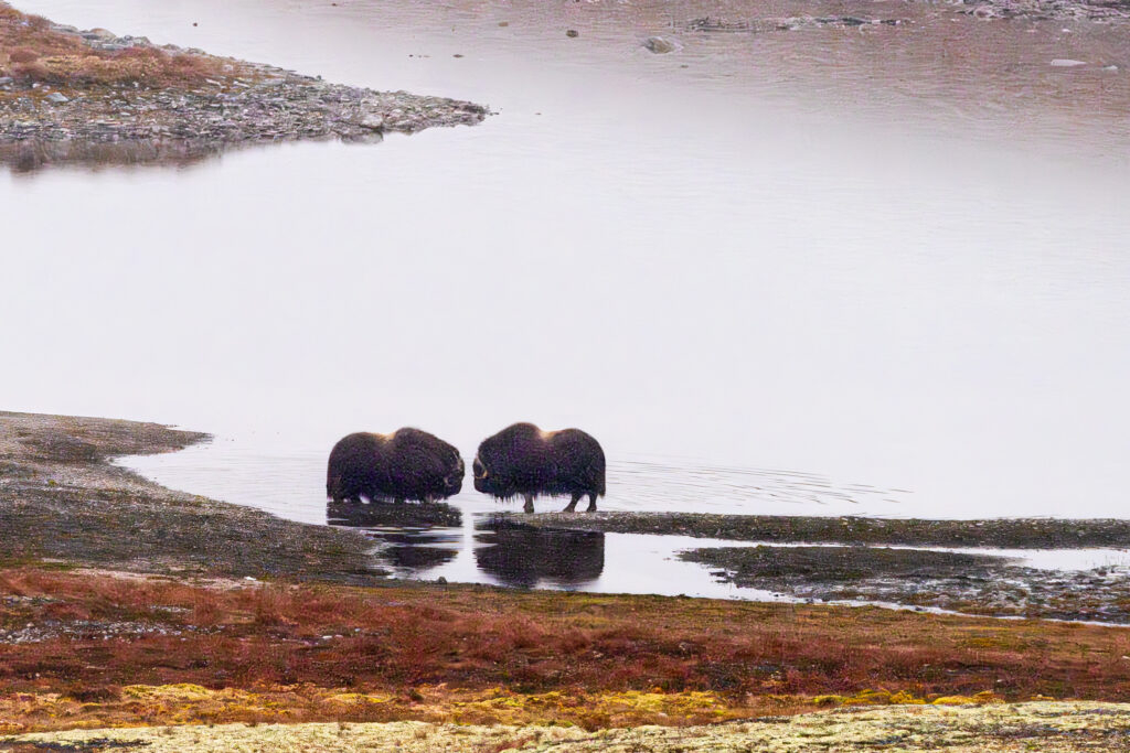 Moskusokser Dovrefjell 24. september 2024