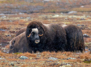 Moskusokser Dovrefjell 24. september 2024