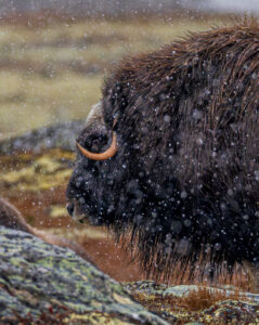 Moskusokser Dovrefjell 24. september 2024