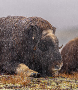 Moskusokser Dovrefjell 24. september 2024