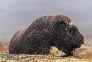 Moskusokser Dovrefjell 24. september 2024